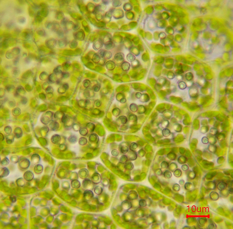 Lophozia silvicola
